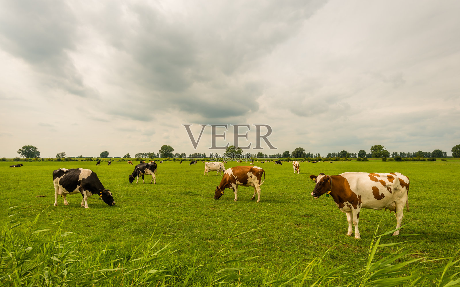 概述黑色和红色斑点奶牛放牧在荷兰草地照片摄影图片