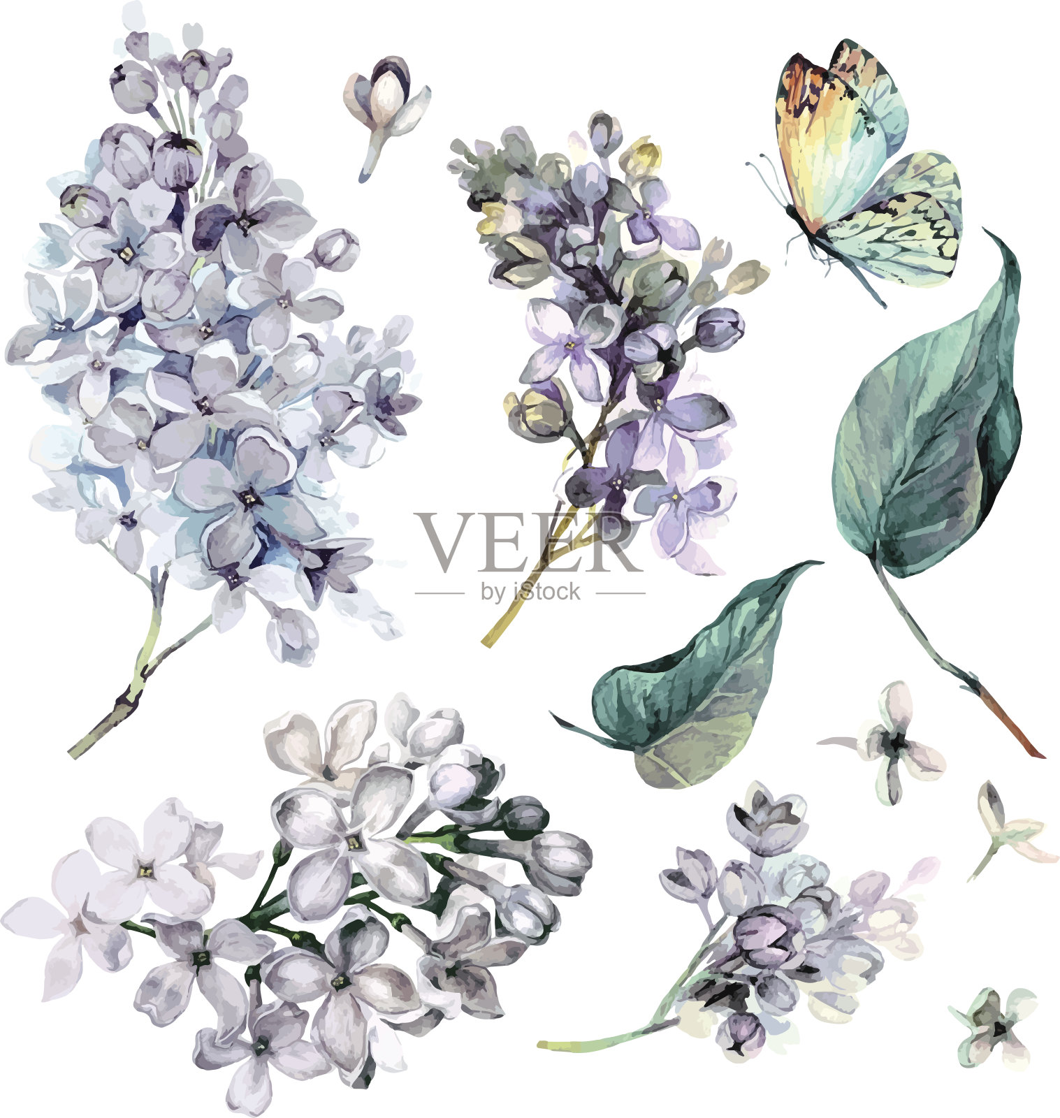 紫丁香水彩收藏。插画图片素材