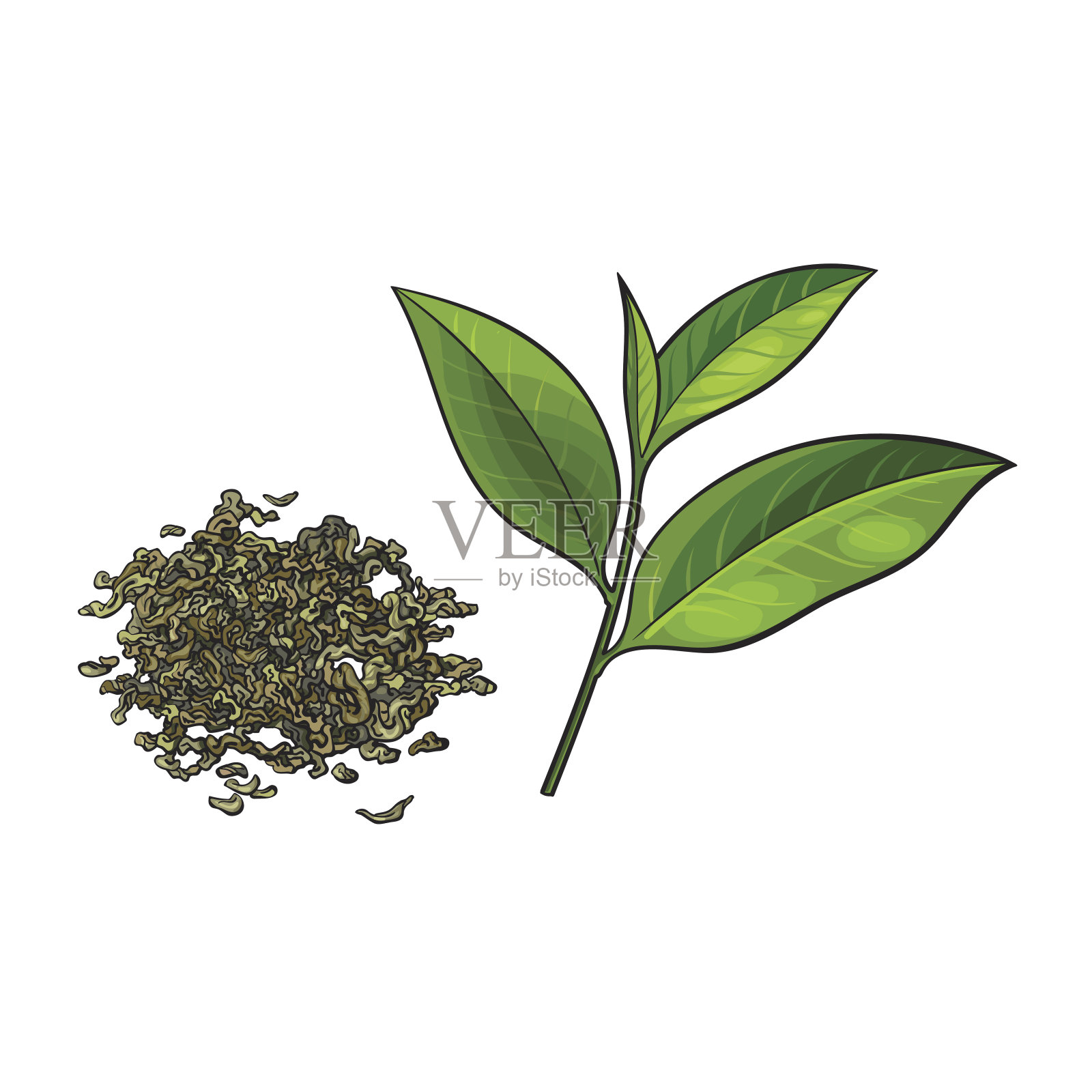 手工绘制的一堆干绿茶和鲜叶插画图片素材