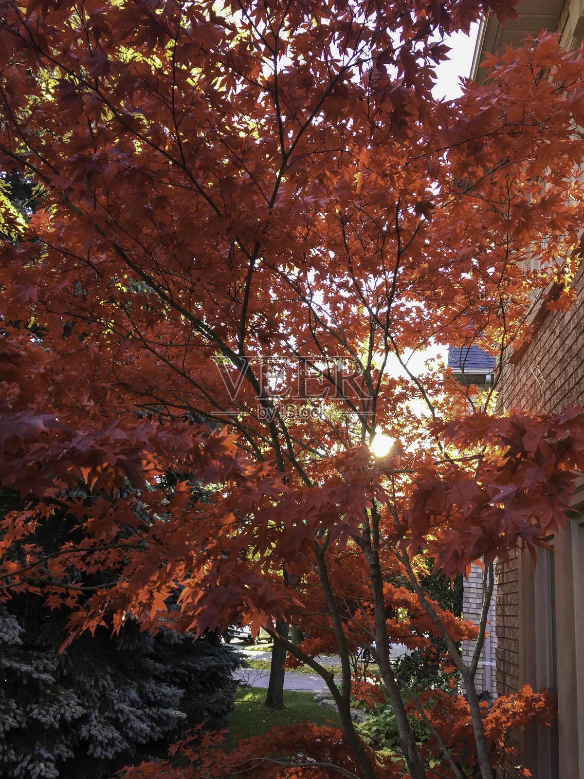 秋天的美丽家园照片摄影图片