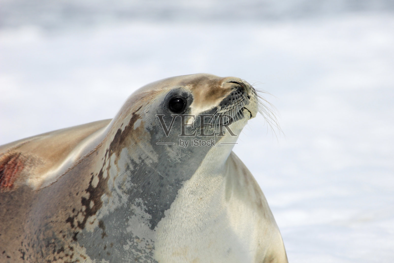 南极半岛浮冰上的食蟹海豹照片摄影图片