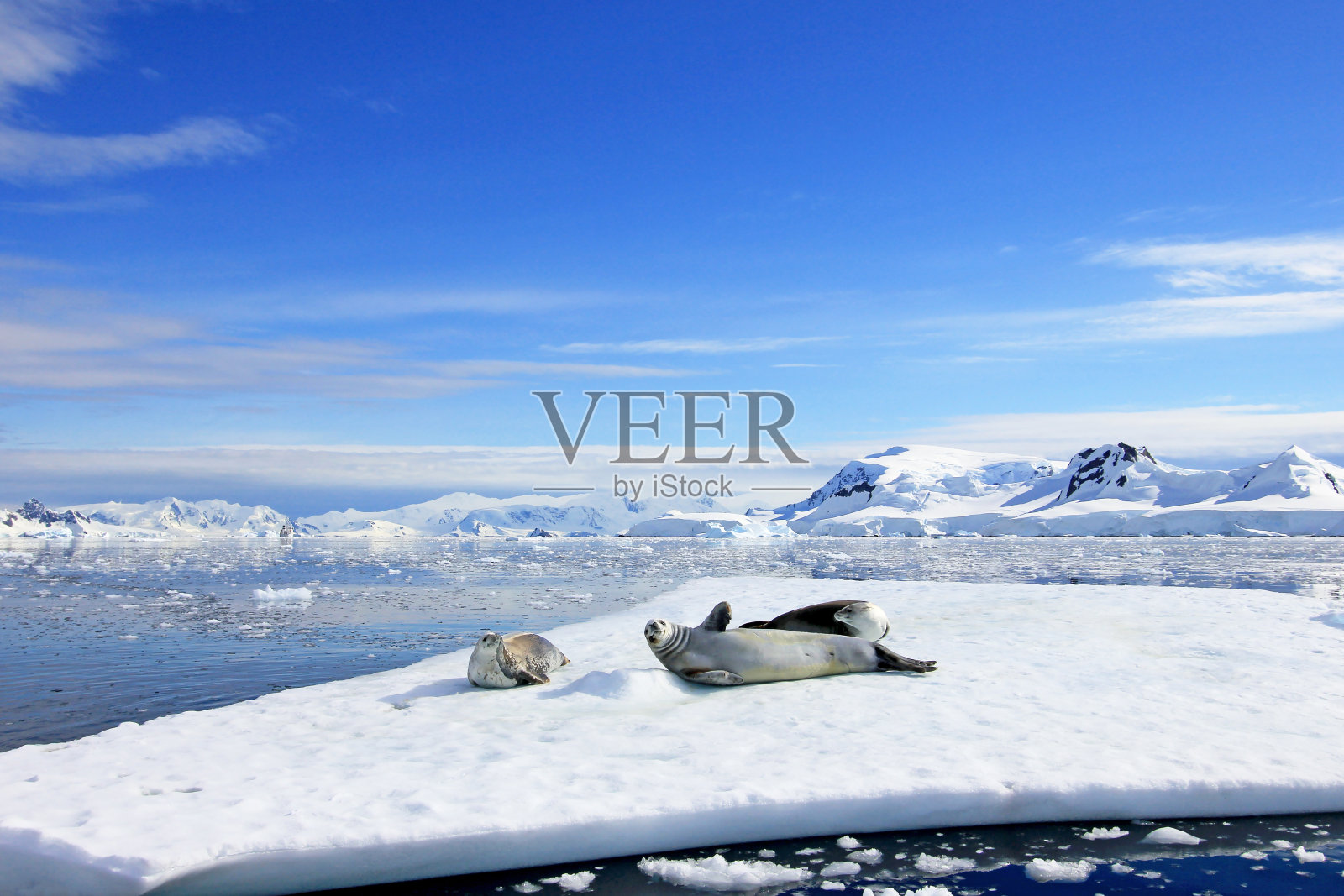 南极半岛浮冰上的食蟹海豹照片摄影图片