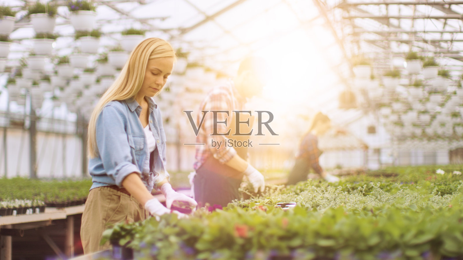 在阳光明媚的工业温室里，快乐的园丁们忙碌着，整理着，分类着五颜六色的花卉、植物和植物。照片摄影图片