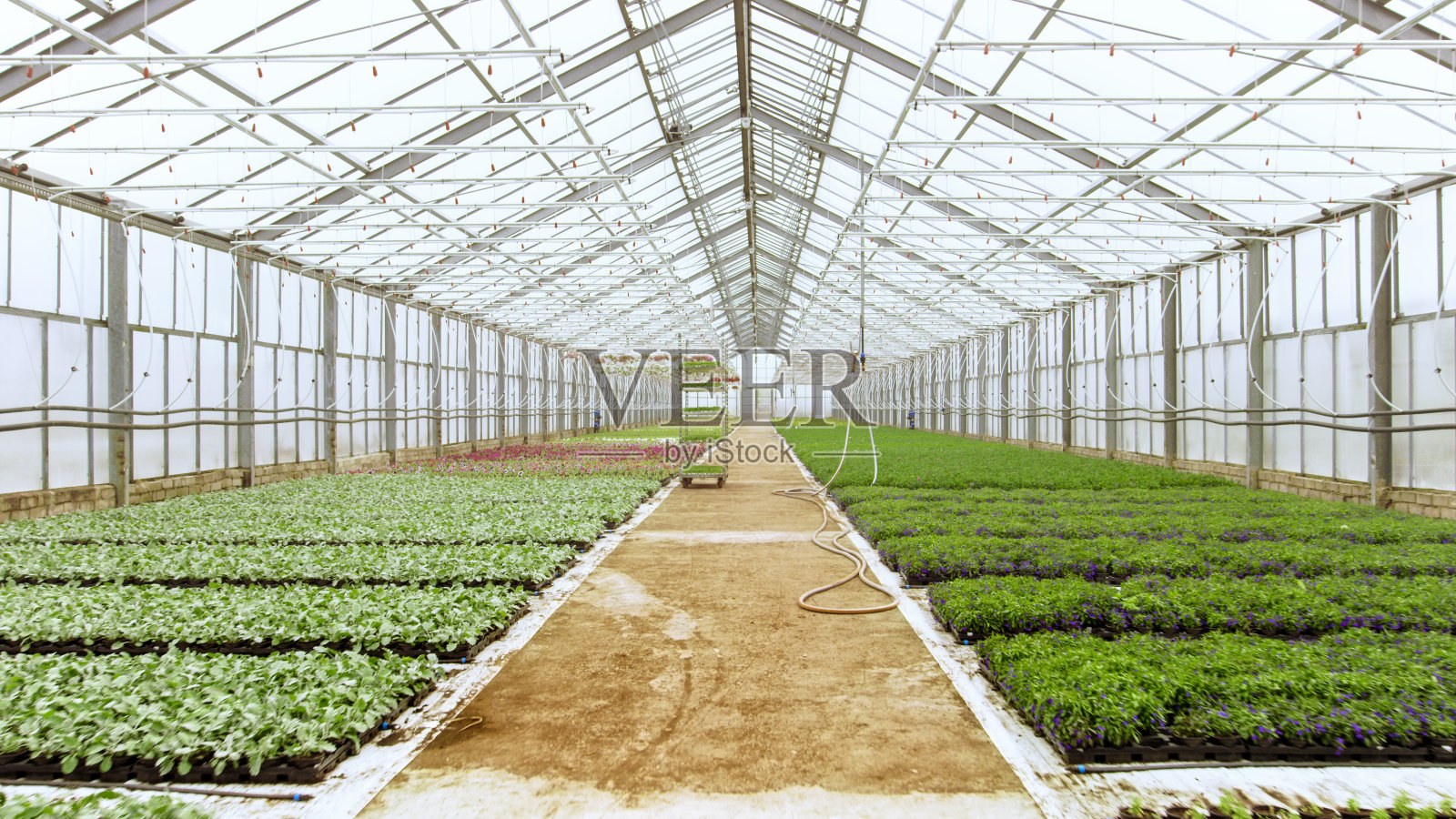 一排排美丽，稀有和商业上可行的花卉和植物生长在阳光充足的工业温室。大型生产主题。照片摄影图片