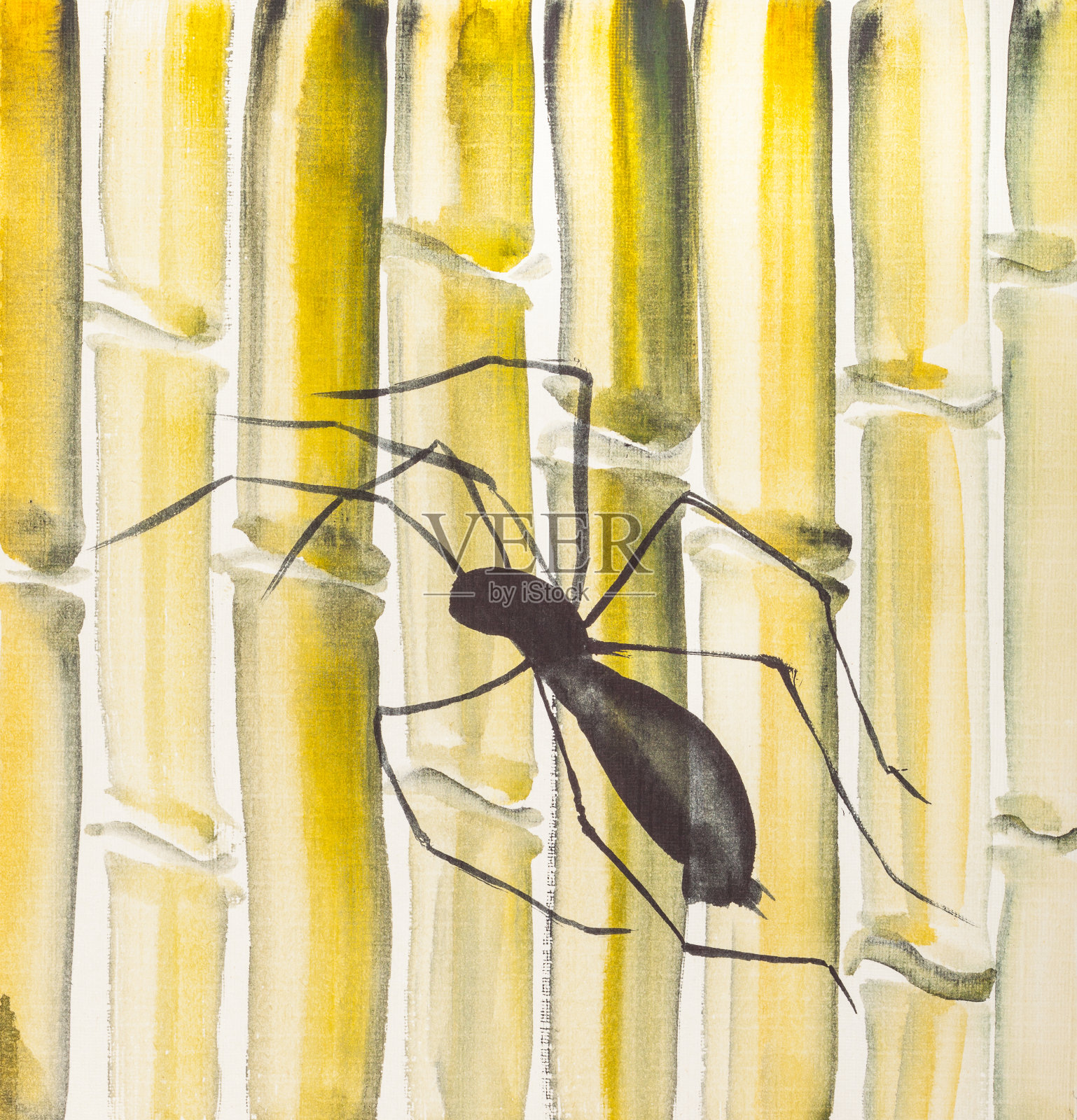黄竹树干上的蜘蛛插画图片素材