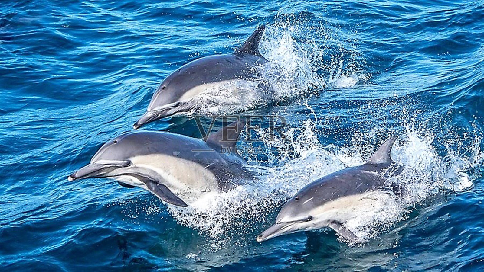 三头海豚在加州蒙特雷湾冲破堤坝照片摄影图片