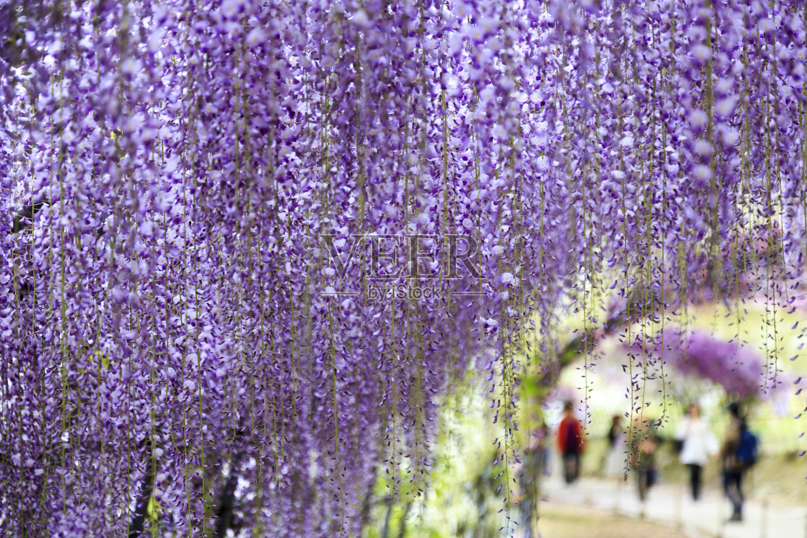 日本Kawachi的紫藤花园照片摄影图片