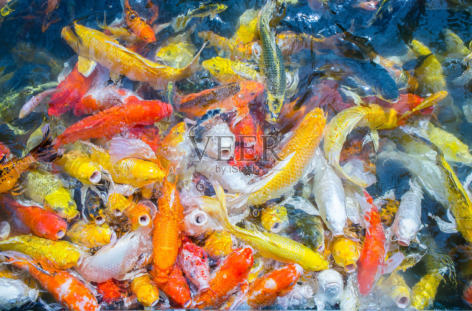 池塘里游着花式鲤鱼鱼，彩色鲤鱼鱼照片摄影图片
