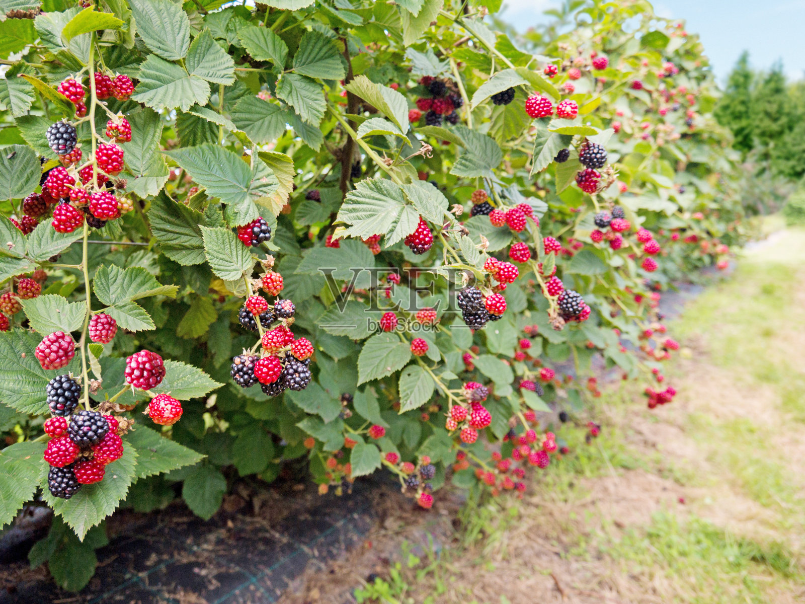 成熟的红莓照片摄影图片