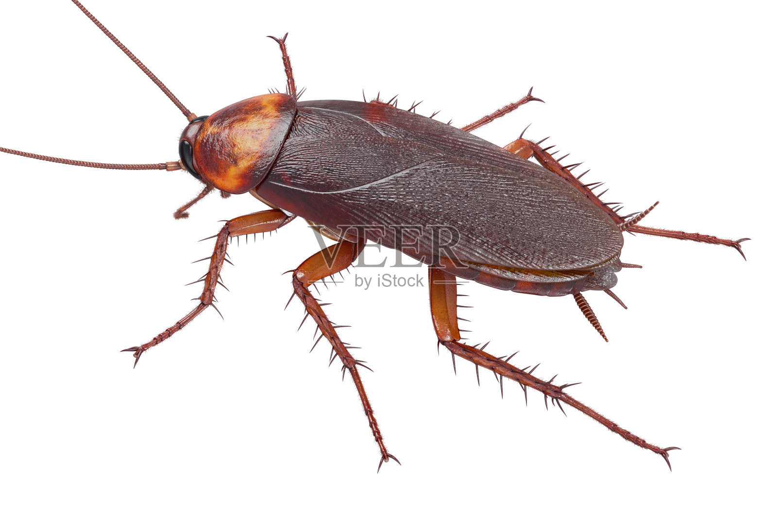 美国蟑螂臭虫照片摄影图片