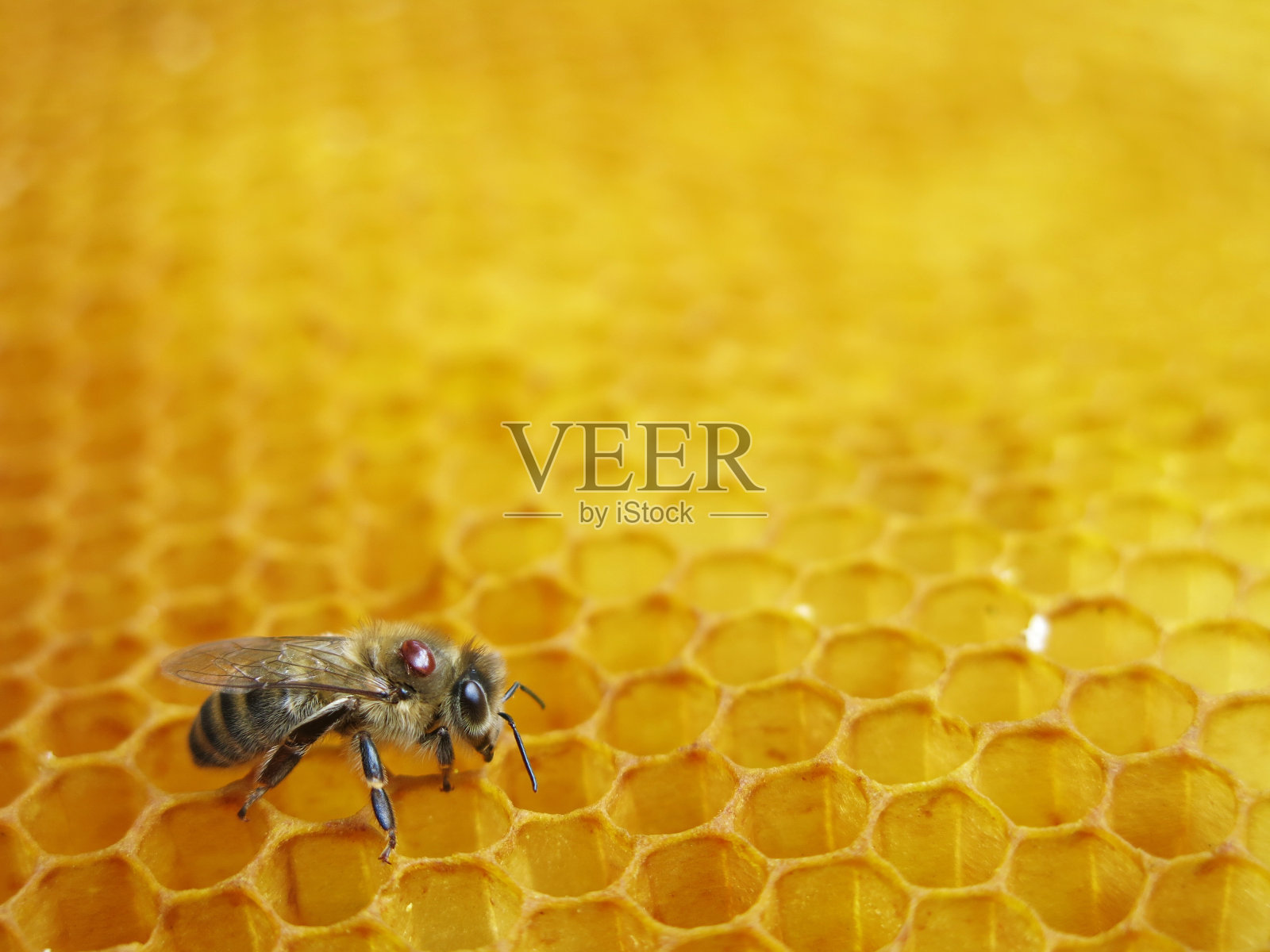 蜜蜂和螨虫坐在蜂巢上照片摄影图片