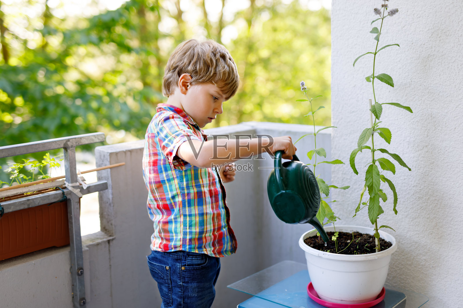 活泼的幼稚园小男孩用水罐子在家里的阳台上浇植物照片摄影图片