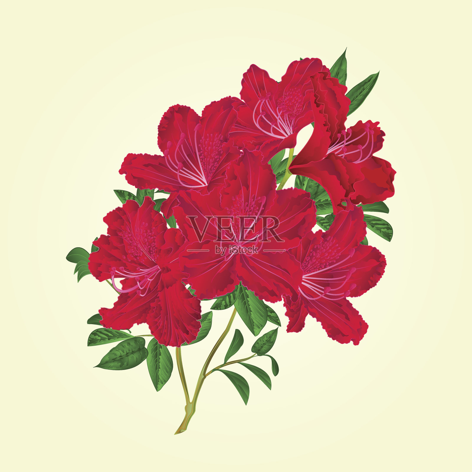嫩枝红杜鹃花和叶复古植物矢量编辑插图插画图片素材