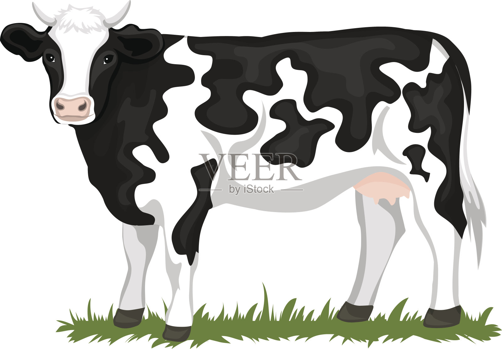 荷斯坦黑色和白色补丁涂牛，孤立的矢量插图设计元素图片