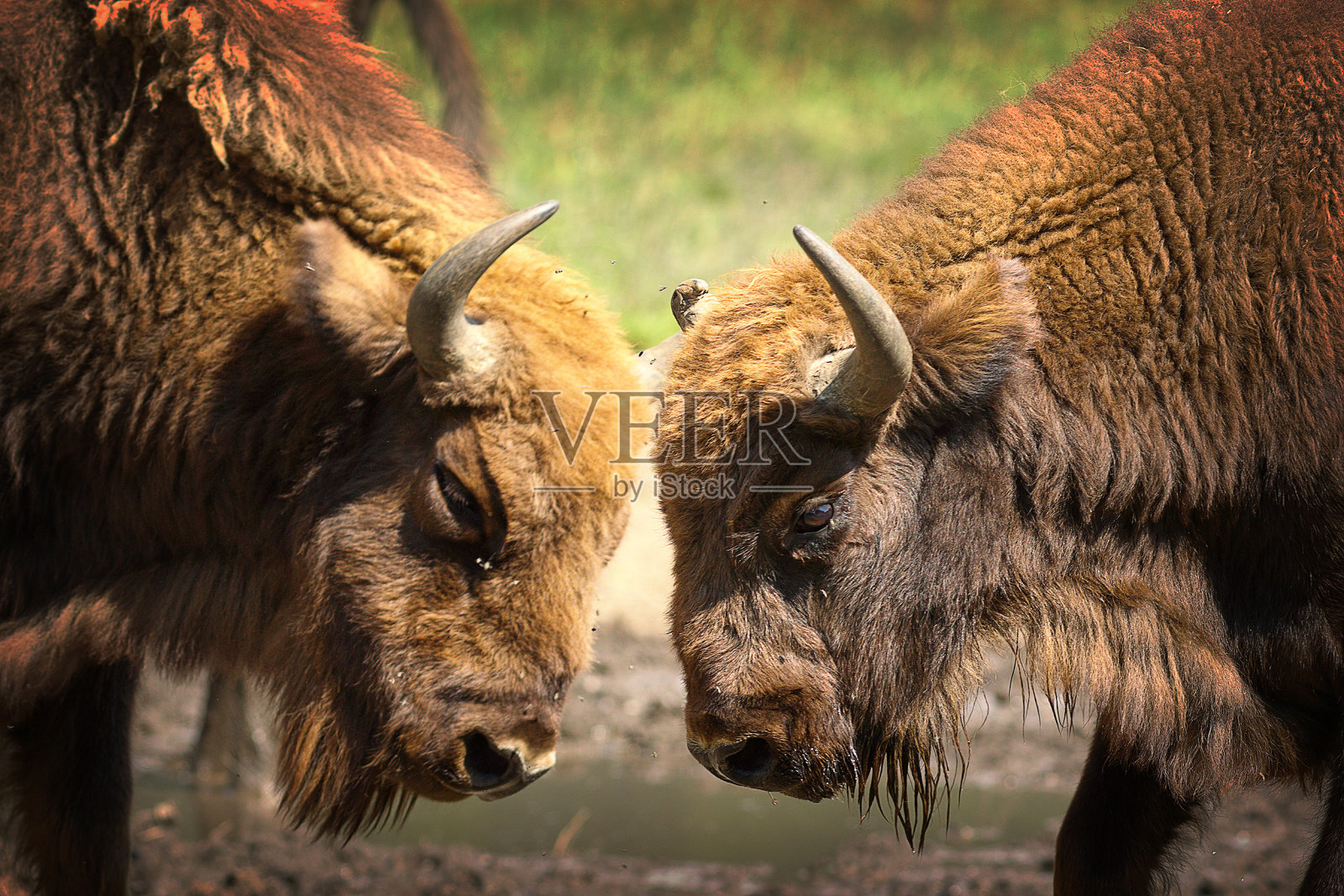 两只雄性欧洲野牛在打架照片摄影图片
