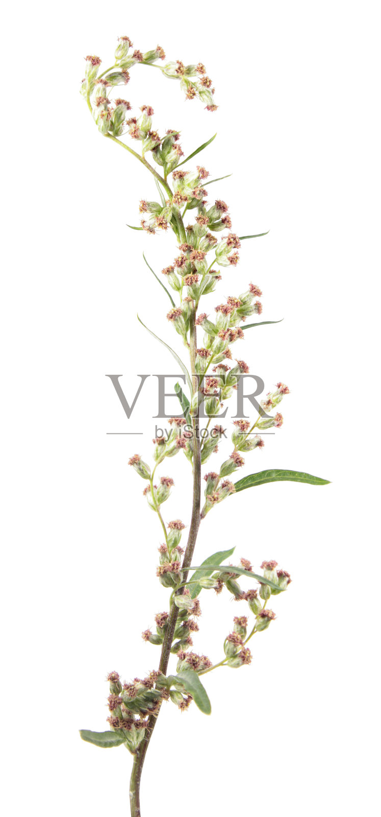 艾蒿或普通艾属植物(Artemisia vulgaris)的花，分离于白色背景上。药用植物照片摄影图片