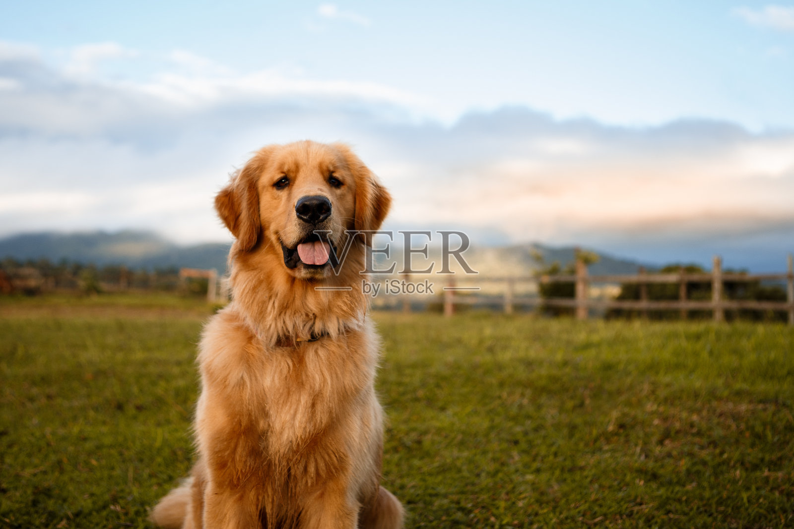 一只金毛猎犬坐在农场里照片摄影图片
