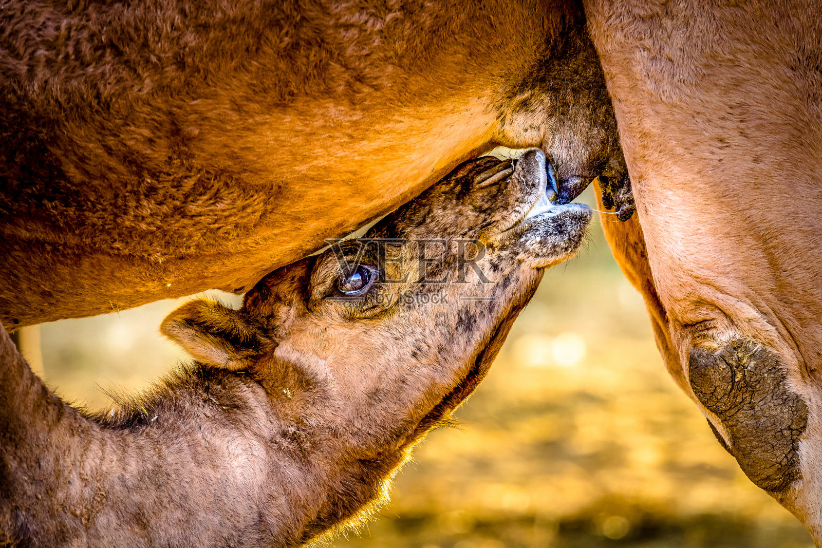 在拉贾斯坦邦的沙漠里，骆驼正在喝妈妈的奶照片摄影图片