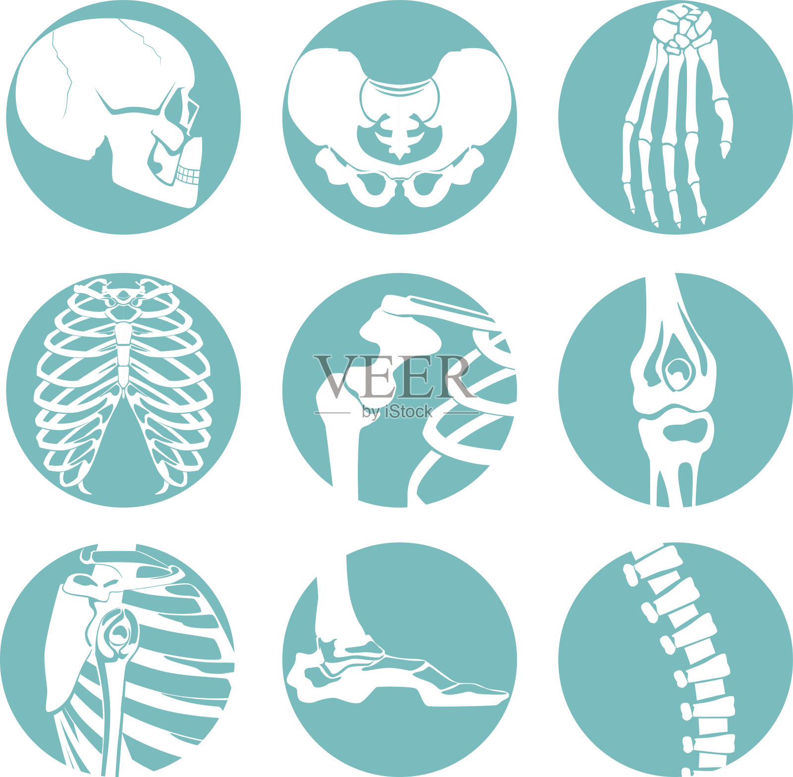 人体解剖学插图。骨骼和不同骨骼的骨科图片插画图片素材
