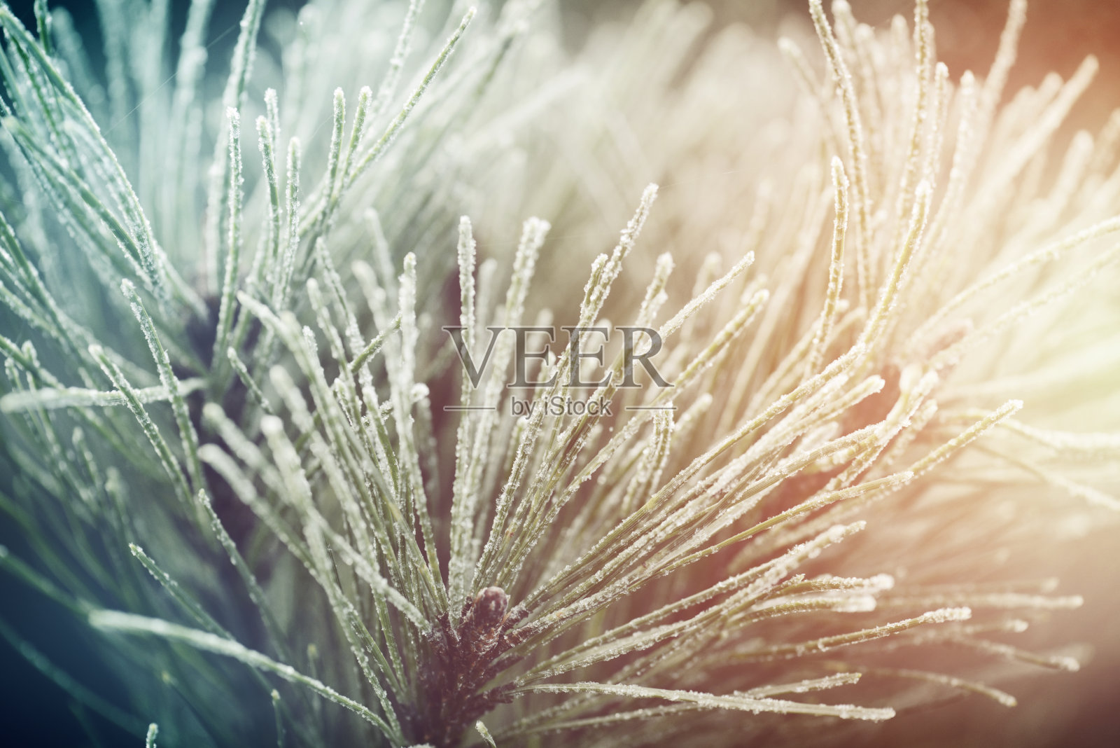 被霜覆盖的植物(针叶树)照片摄影图片