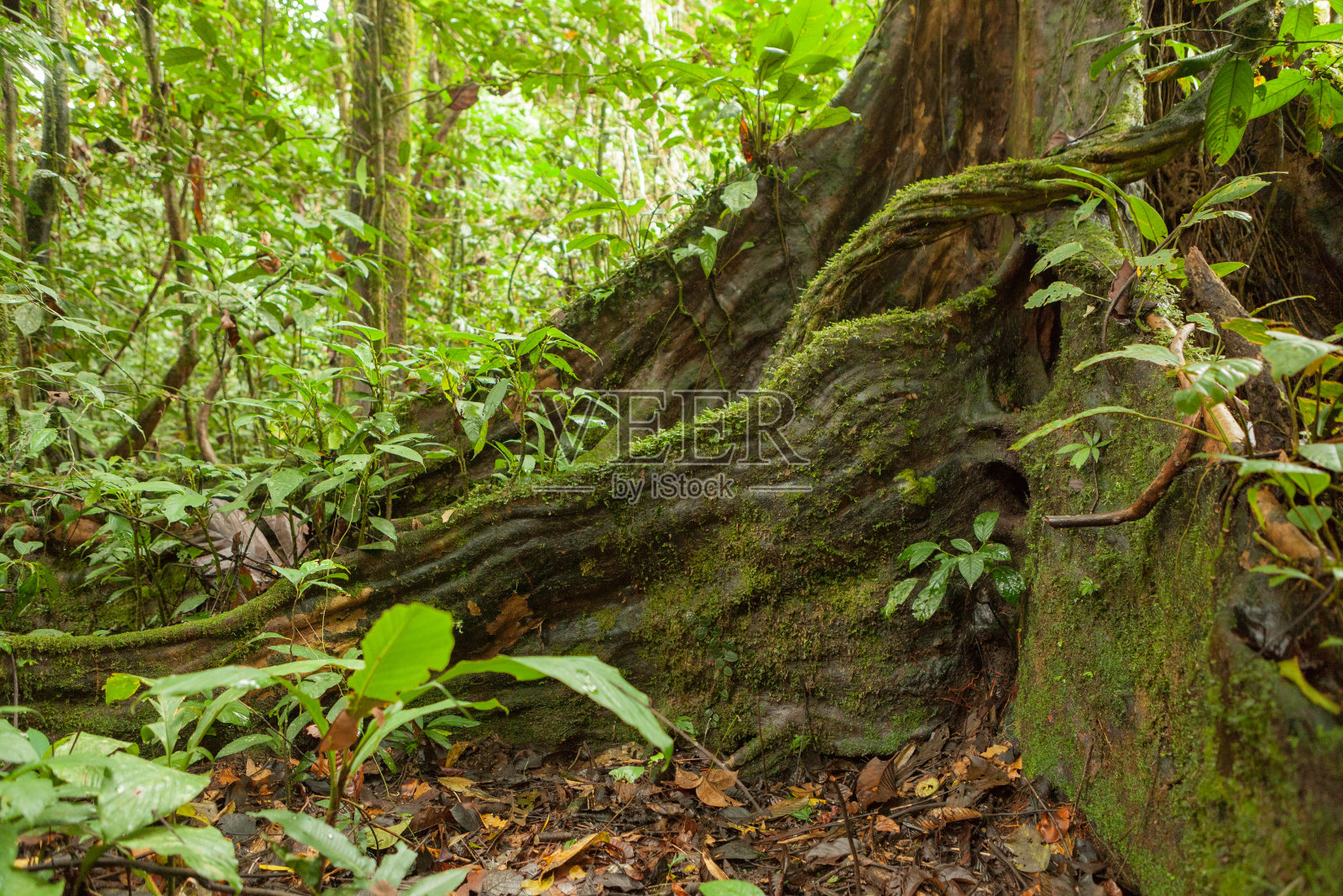 热带雨林中的树根照片摄影图片