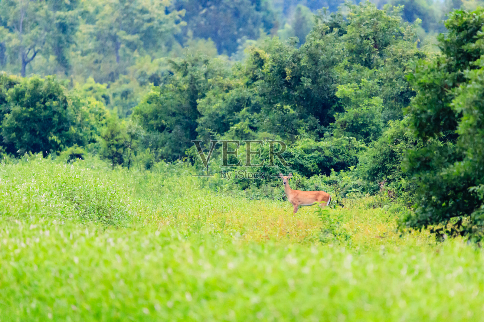 白尾母鹿从树林中出现。照片摄影图片