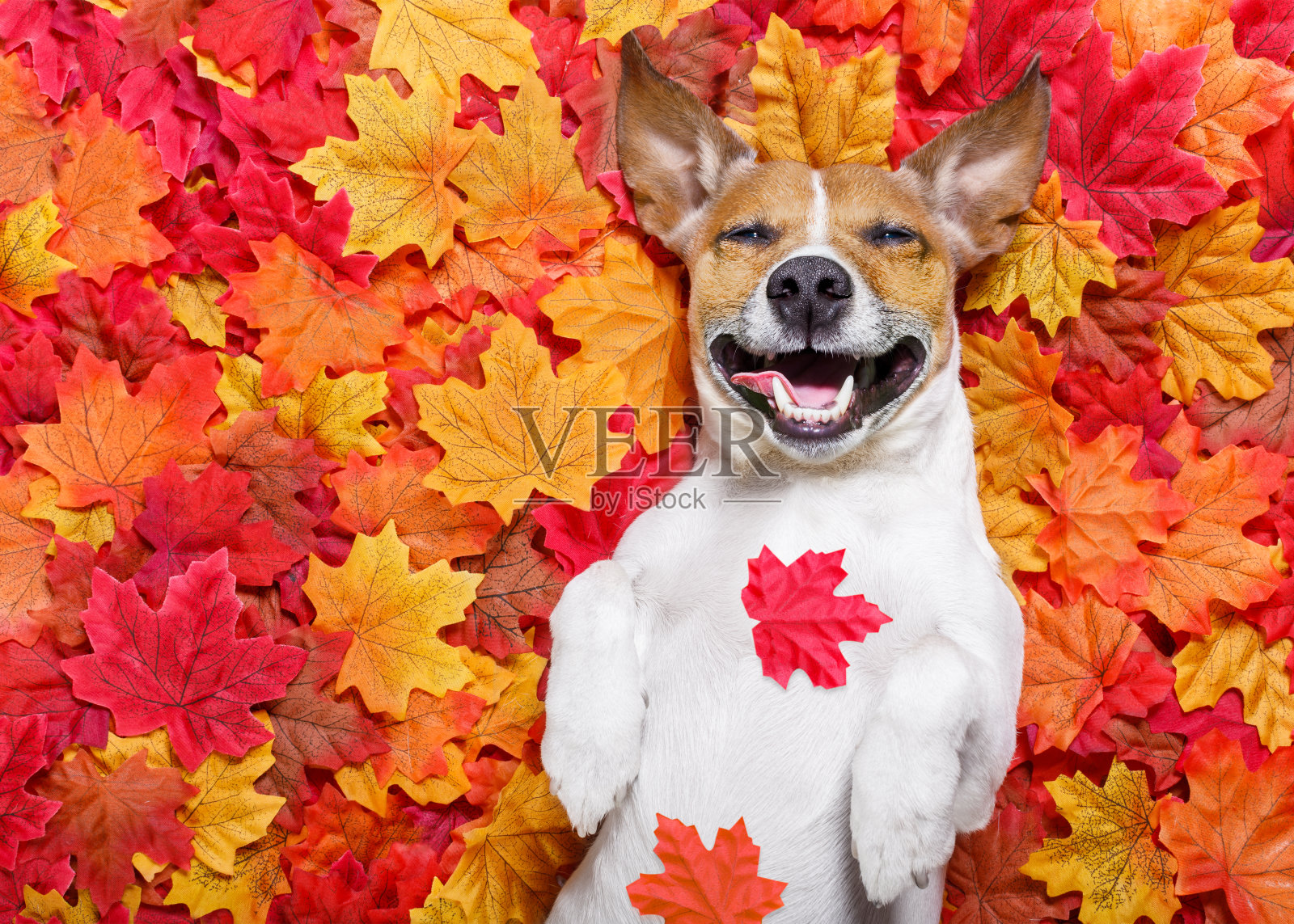 秋天的落叶狗照片摄影图片