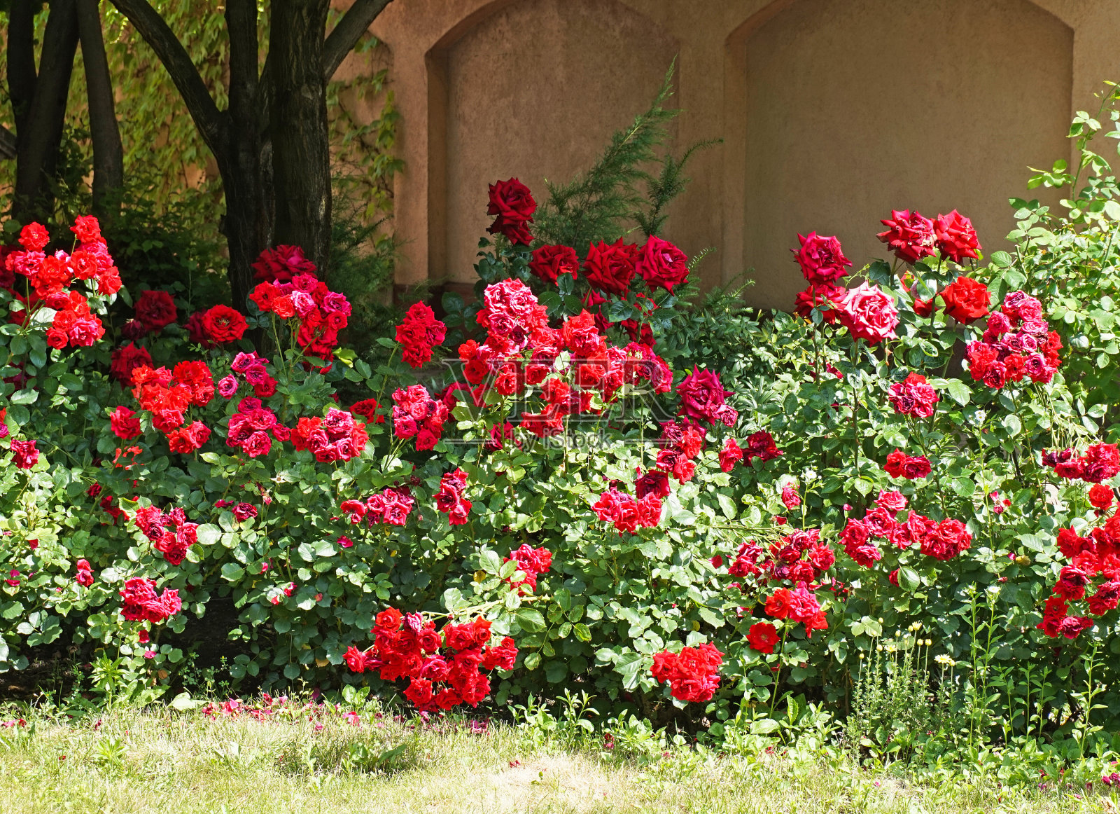 花园里的玫瑰丛照片摄影图片