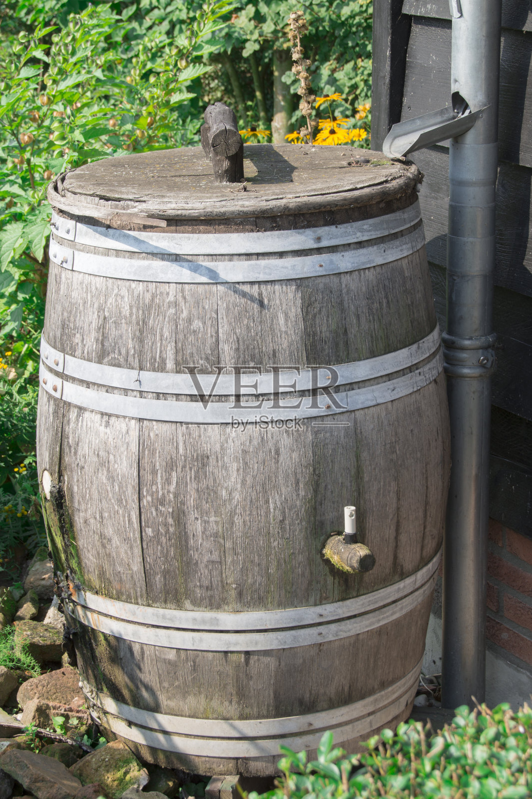 木桶和雨水管在绿色花园照片摄影图片