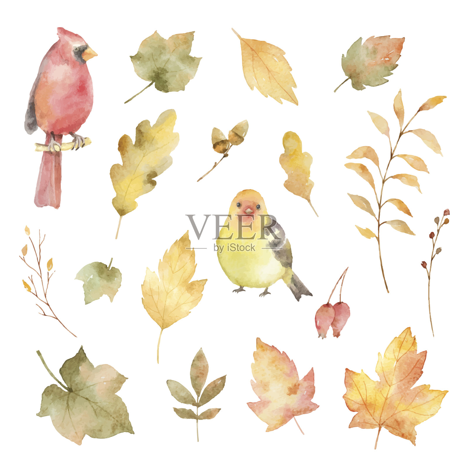 水彩向量秋天的叶子和鸟类孤立在白色的背景。设计元素图片