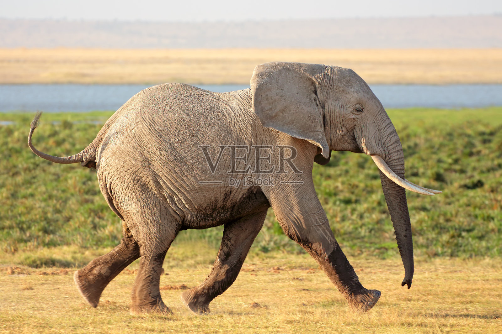 运行的非洲象照片摄影图片