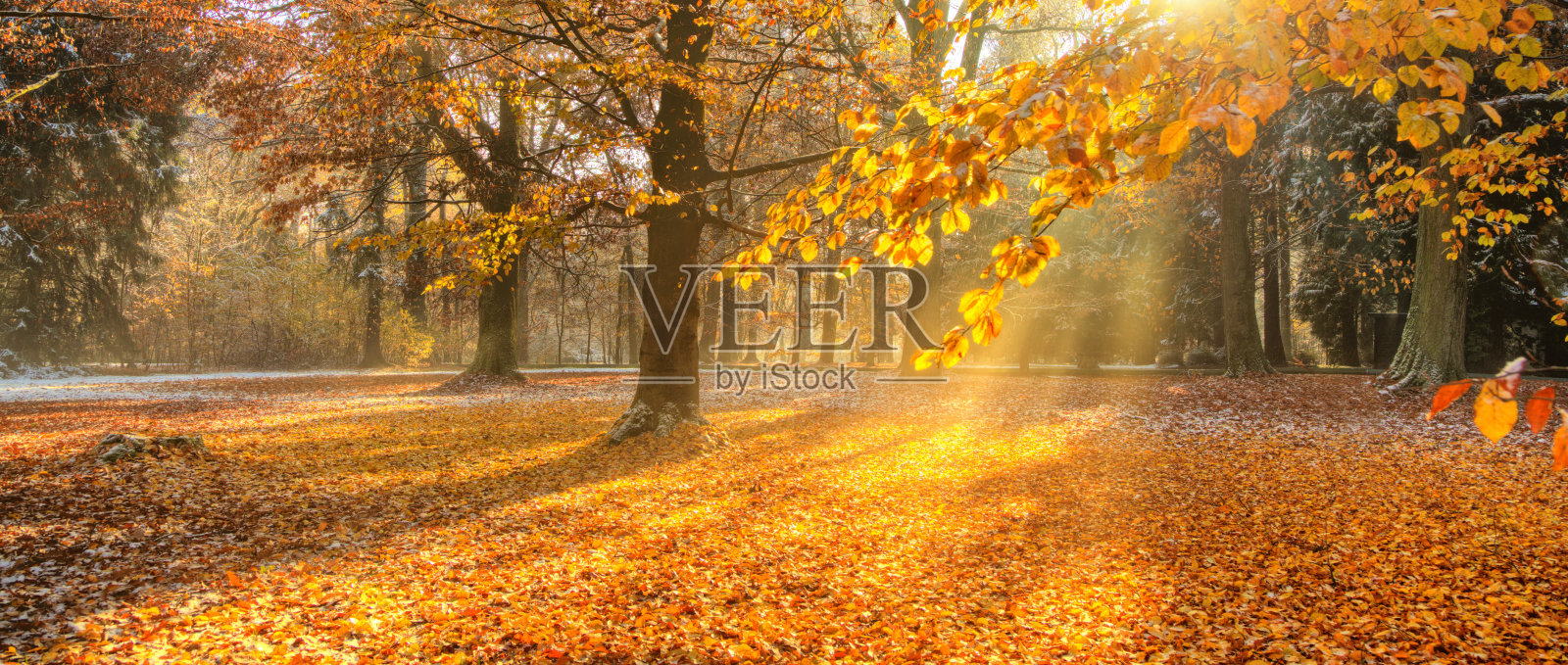秋色斑斓的树木，风景如画照片摄影图片