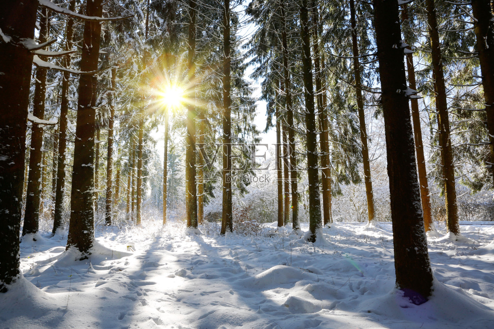 冬日森林中的日落照片摄影图片