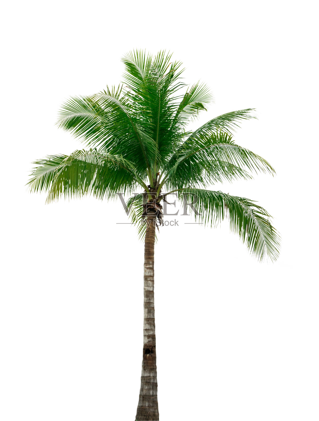 椰子树孤立在白色背景上用于广告装饰建筑。夏季和海滩概念照片摄影图片