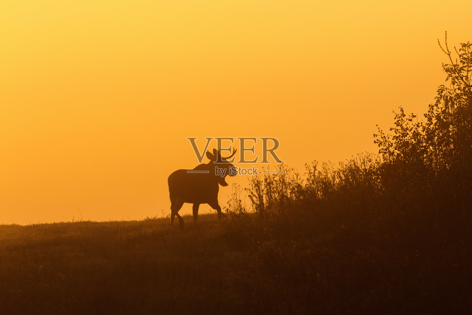 公牛驼鹿的轮廓在黎明的光线照片摄影图片