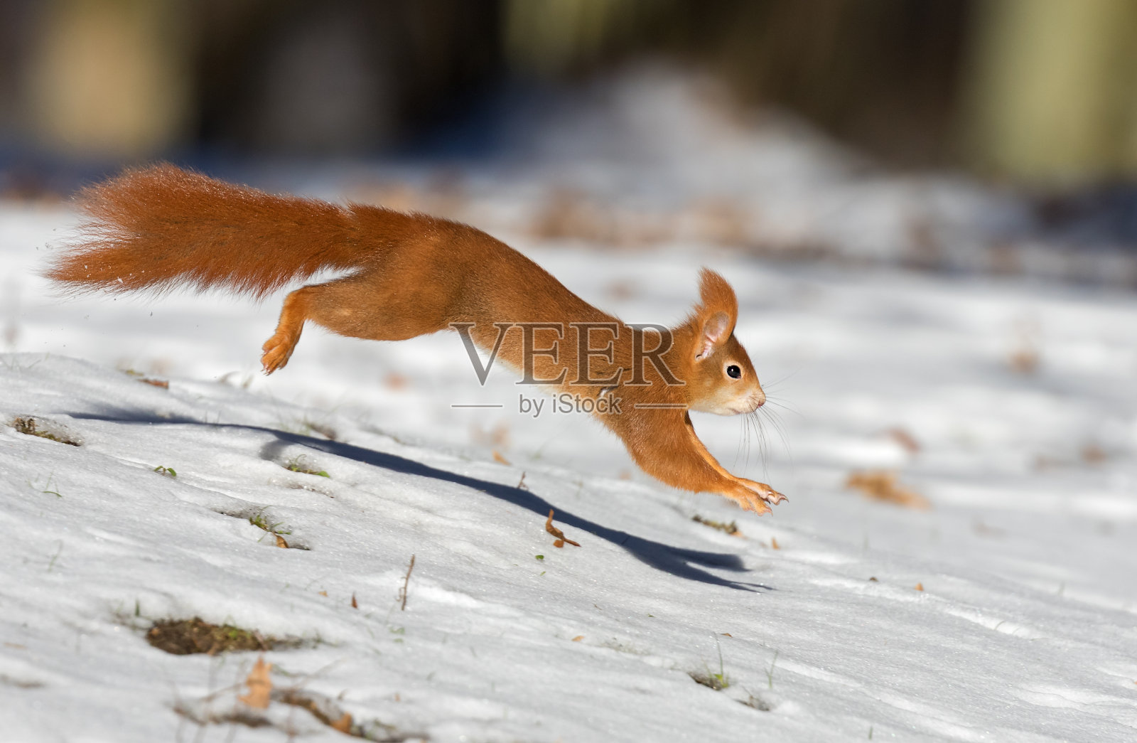 冬季奔跑红松鼠(Sciurus vulgaris照片摄影图片