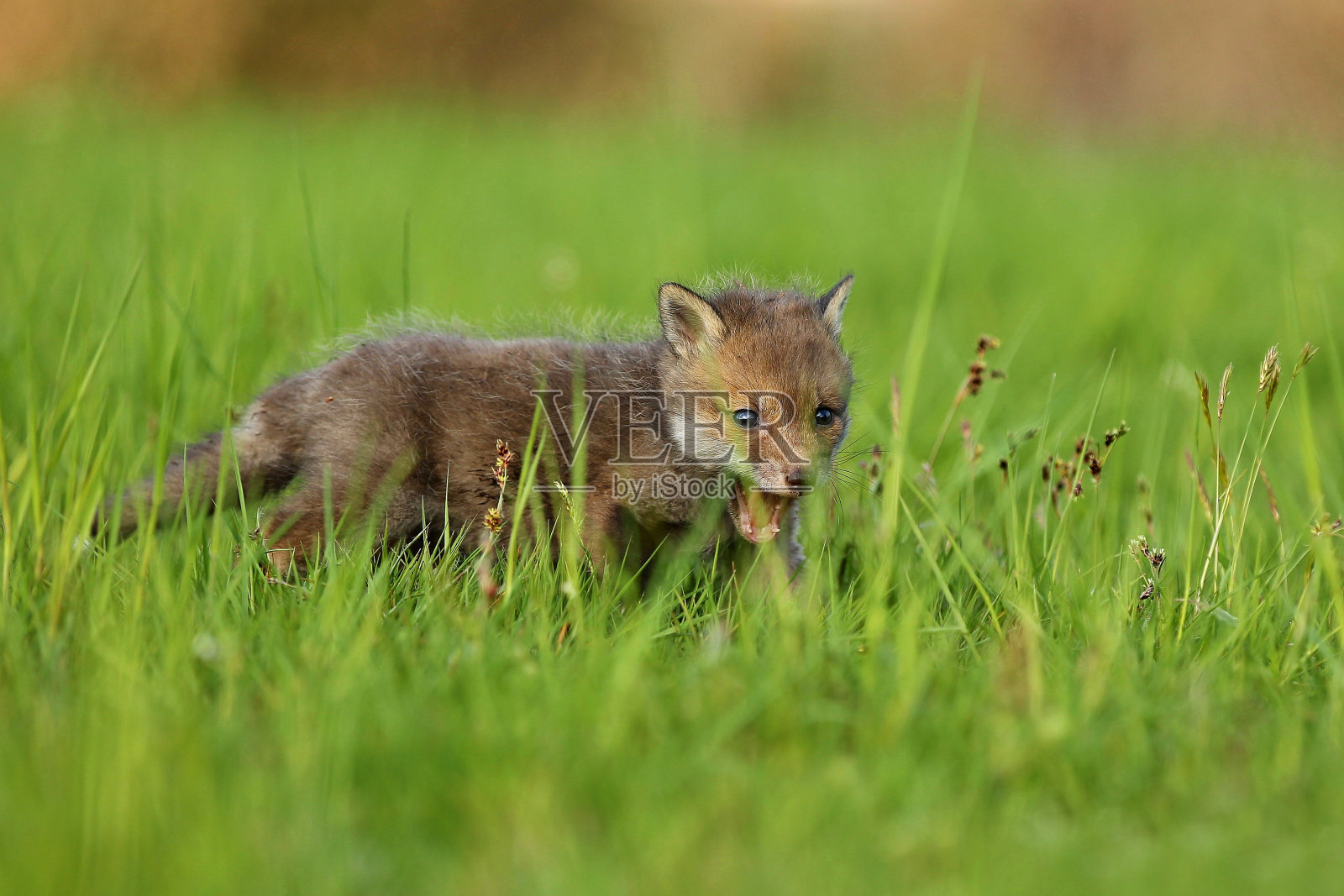 红狐宝宝在草丛中爬行照片摄影图片