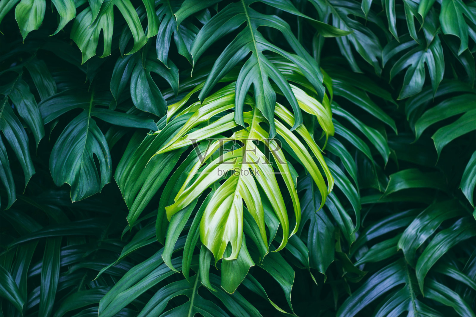 热带绿叶深色背景，自然夏季森林植物概念照片摄影图片