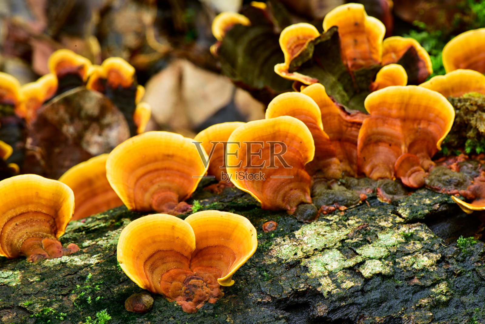 野生灵芝蘑菇，生于浮木上，属天然黄色蘑菇照片摄影图片