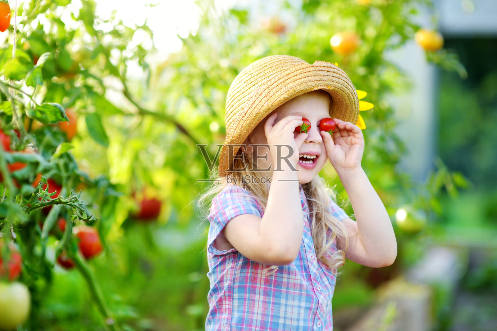 可爱的小女孩戴着帽子在温室里采摘新鲜成熟的有机番茄照片摄影图片