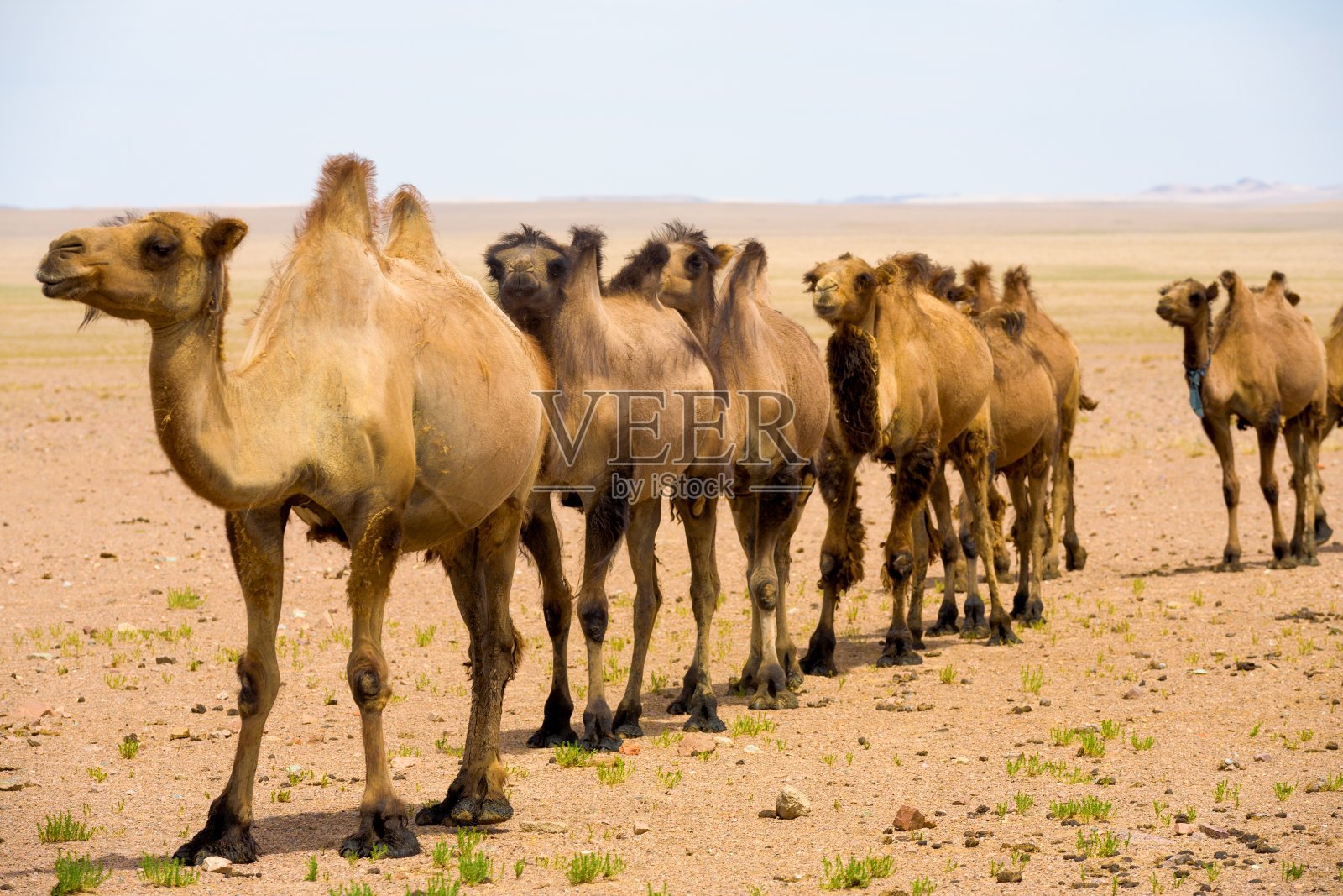 单列双峰骆驼戈壁沙漠照片摄影图片