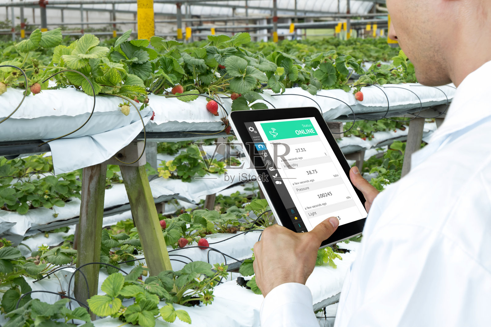 智能农业、农场、传感器技术概念。农民手用平板监测草莓农场土壤的温度、湿度、压力、光照。照片摄影图片