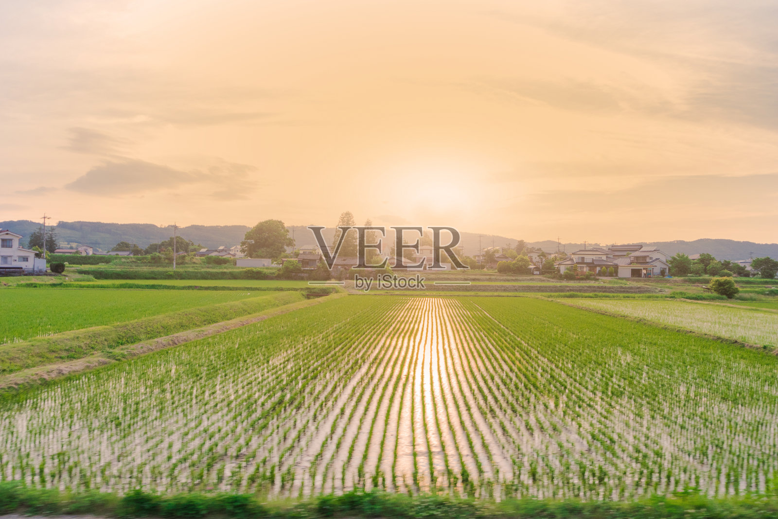 日落时分稻田的美丽风景照片摄影图片