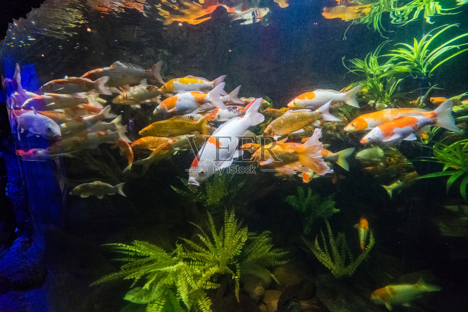 色彩斑斓的珊瑚礁与许多鱼类-越南股票形象照片摄影图片