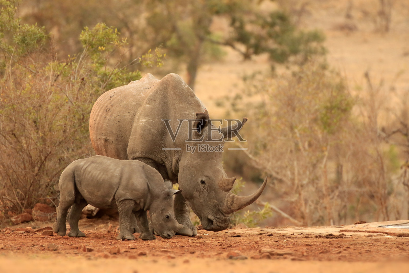 犀牛非洲野生动物游猎动物野生草原白人母亲婴儿照片摄影图片