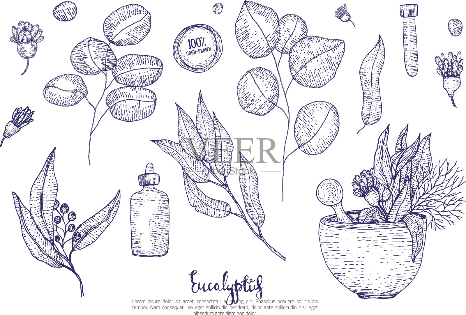 桉树的叶子，花和瓶子设置孤立的白色背景。刻素描风格设计元素图片