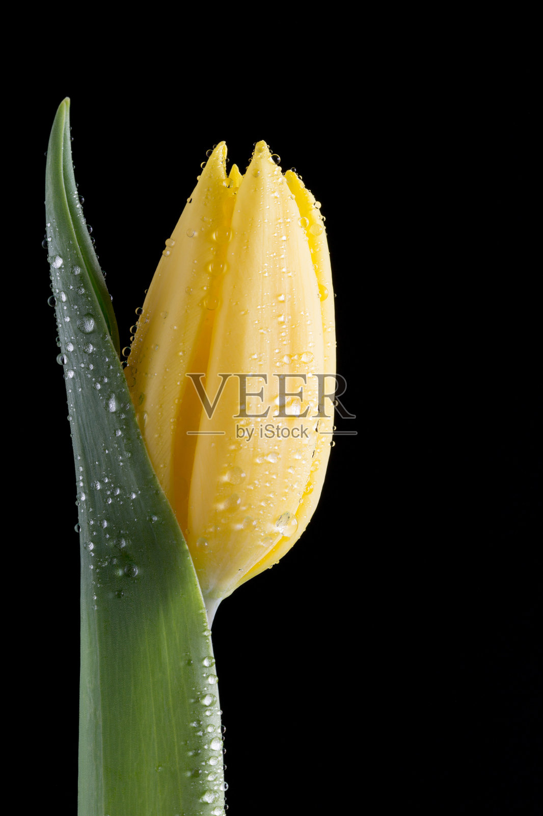 黑色郁金香上有水滴的黄色郁金香照片摄影图片