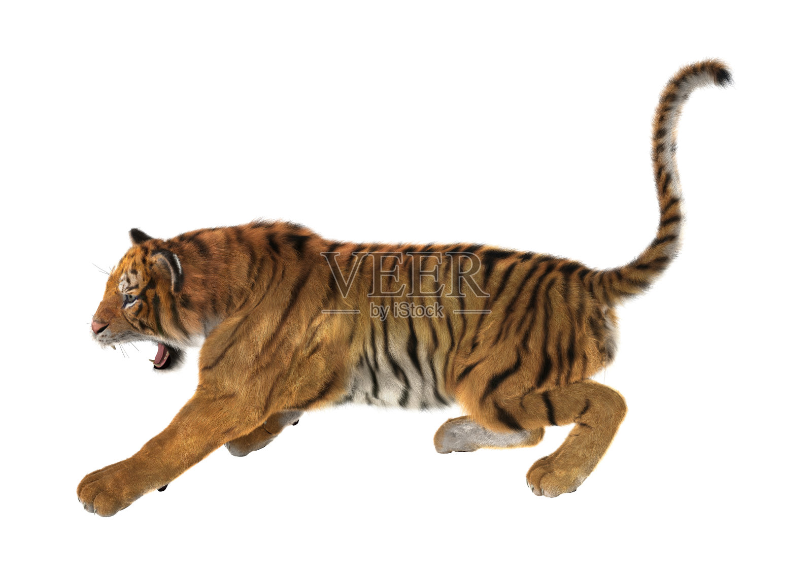 3D渲染大猫老虎在白色照片摄影图片