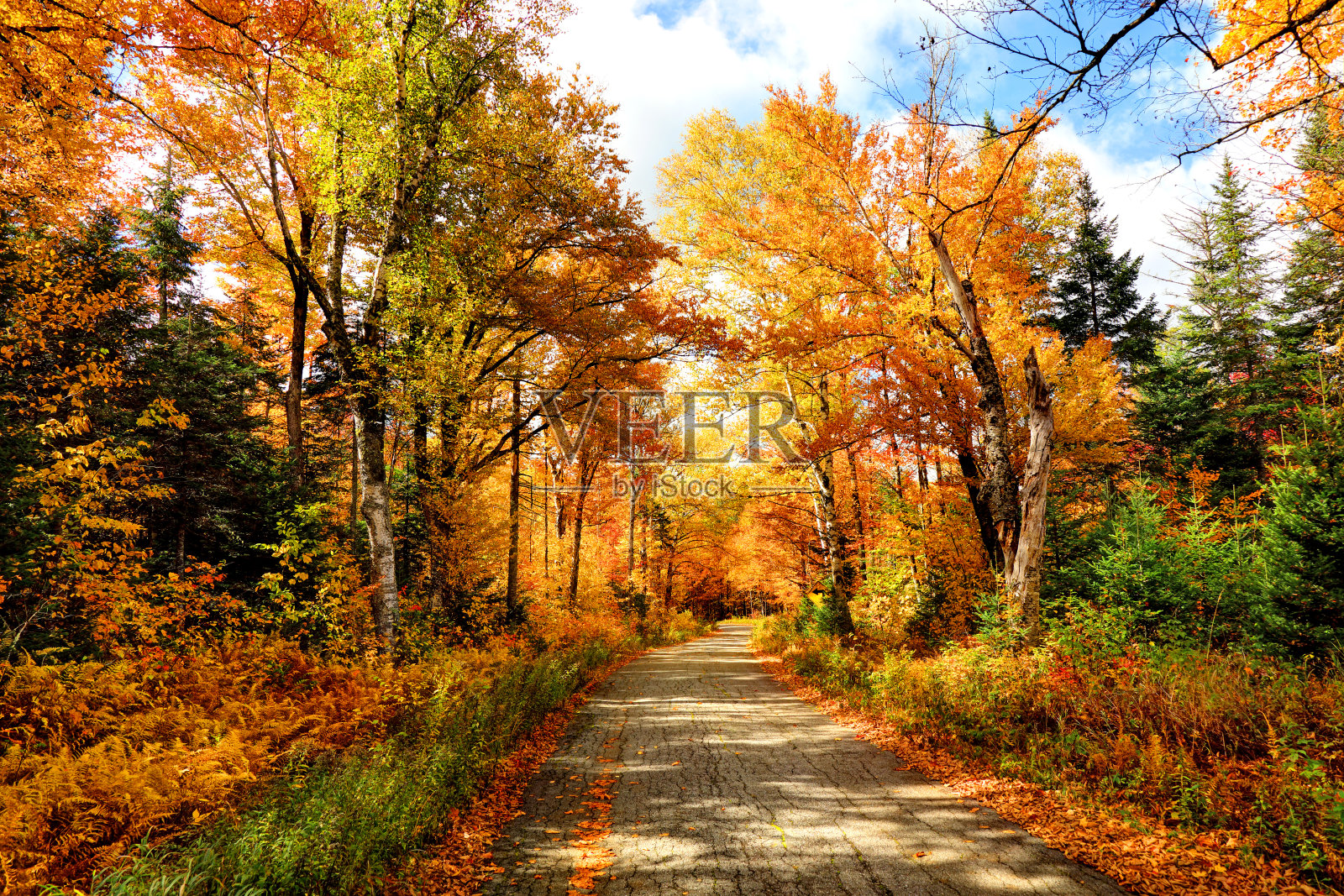新罕布什尔州的秋天路照片摄影图片