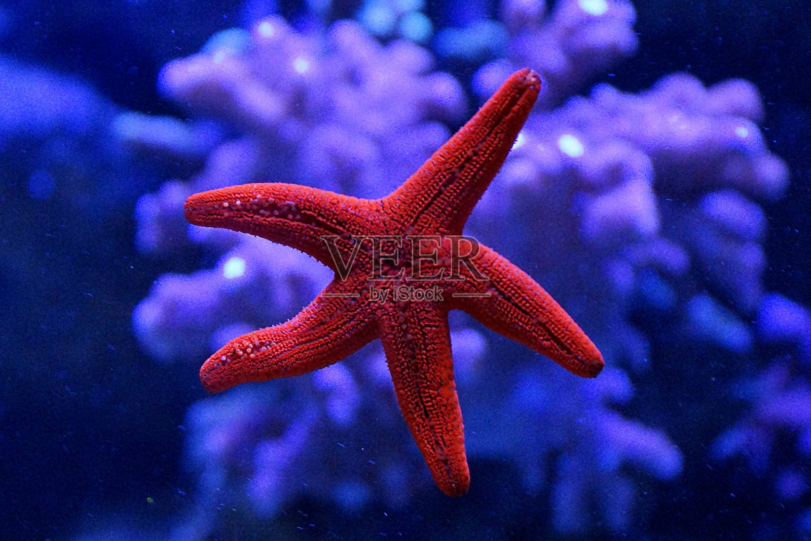 水族馆玻璃上的红色海星照片摄影图片